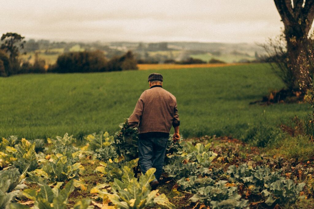 pexels-photo-28469559 An elderly farmer walks between rows of vegetable crops in a vibrant green field, set against an autumn backdrop.