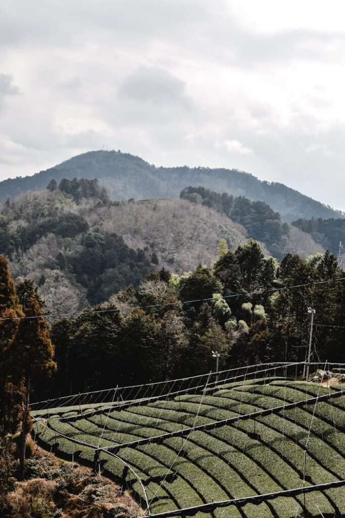 pexels-photo-6225744 Tranquil tea fields with lush green trees, hills, and clouds in Wazuka, Kyoto, Japan.